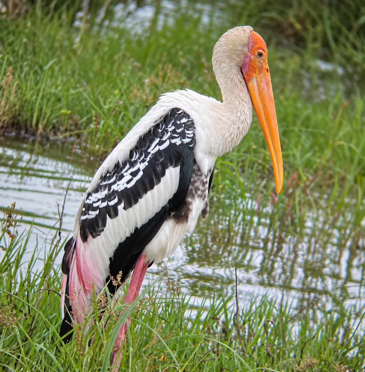WINGED SENTINEL OF WETLANDS